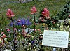 un des plus beaux jardins d'altitude en Europe, avec ses fleurs des montagns du monde entier 