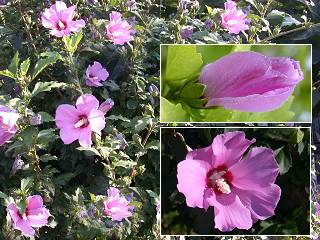 hibiscus syriacus, altha