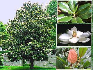 Magnolia grandiflora. d't.