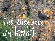 dès le premier gel les oiseaux se bousculent dans le kaki, les fruits sont mûrs et le spectacle toute la journée !