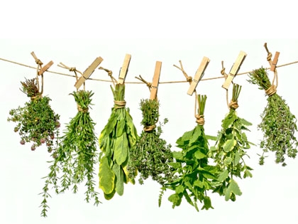 plantes aromatiques, condimentaires