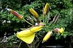 onagre,oenothera biennis,evening primrose: closion 6 fleurs